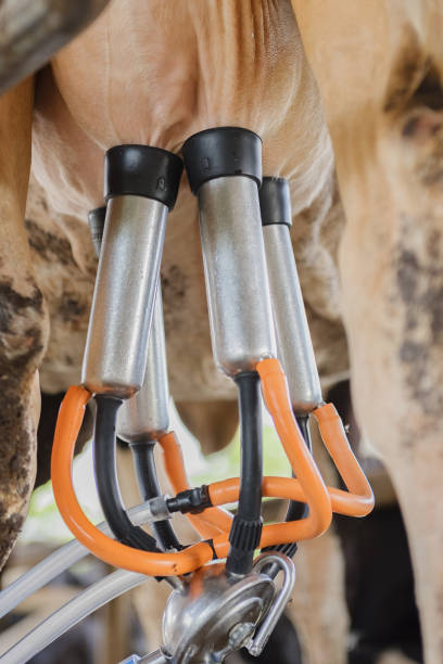 istock Dairy farming, milking, artificial insemination, 876629026