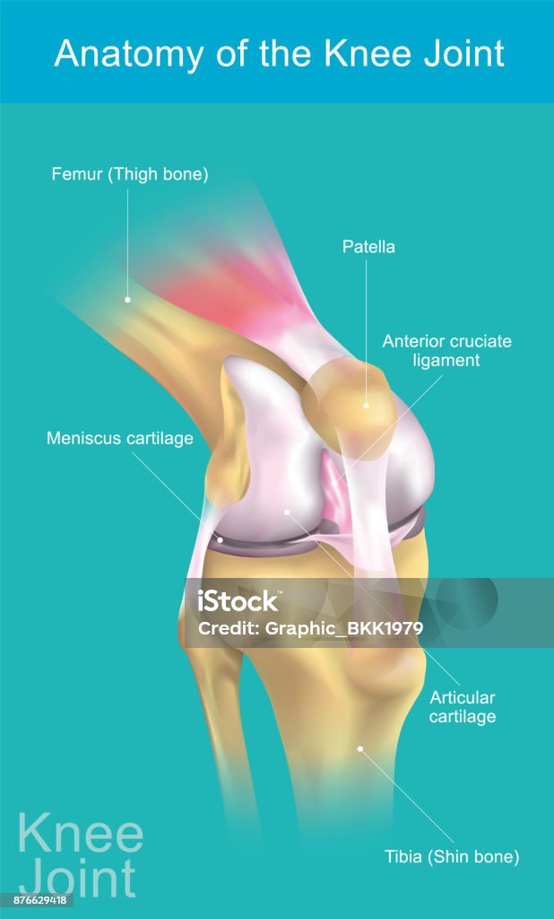 Anatomie de l’articulation du genou. - clipart vectoriel de Genou libre de droits