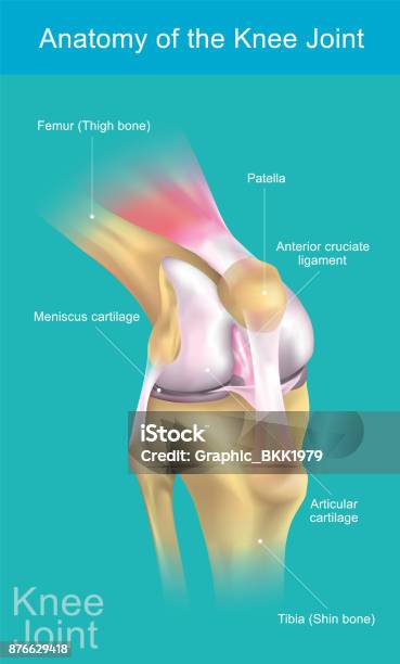 Anatomie De Larticulation Du Genou Vecteurs libres de droits et plus d'images vectorielles de Genou - Genou, Articulations, Anatomie