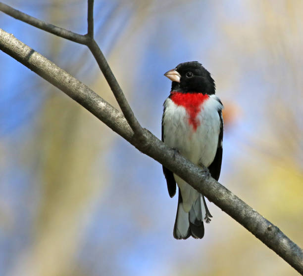 istock Rose-breasted Grosbeak Portrait 876632728