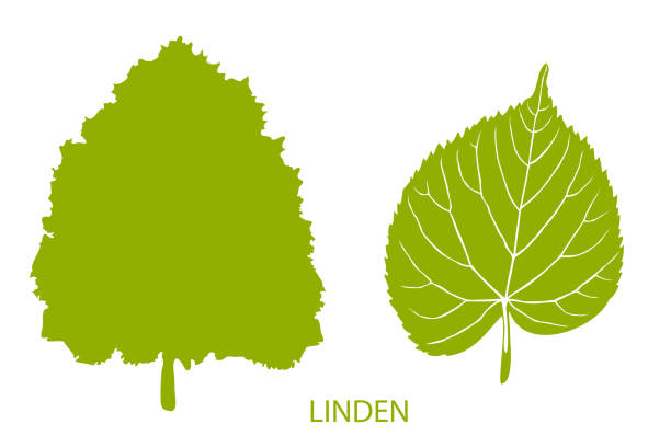 Simple icon of tree and leaf The set of simple icons of tree and leaf. Linden linden new jersey stock illustrations