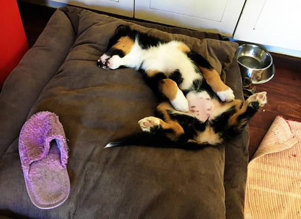 Tricolor Border Collie puppy asleep on her back next to a chewed slipper Tricolor Border Collie puppy asleep on her back next to a chewed slipper chewed stock pictures, royalty-free photos & images