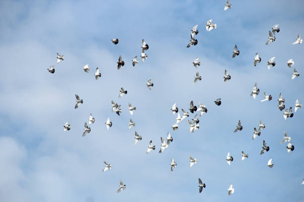 istock Birds are flying high in the blue sky 876632924
