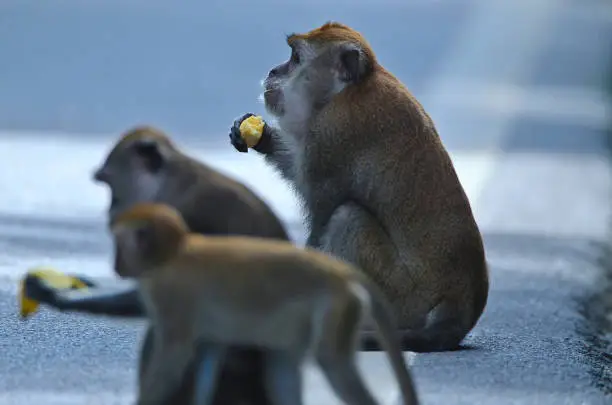 Monkeys are eating bananas.