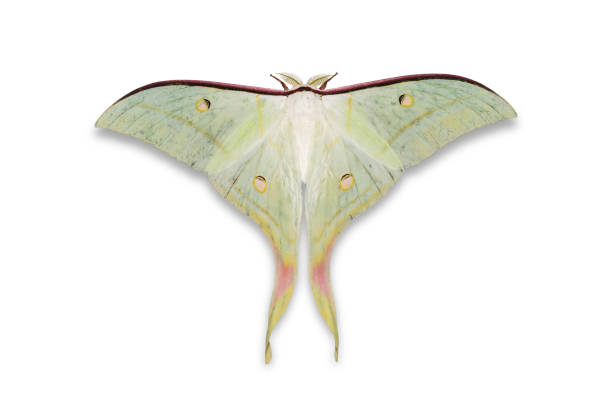 istock Indian moon moth or Indian luna moth 876633810