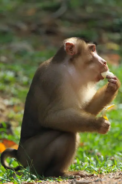 Monkeys are eating bananas.