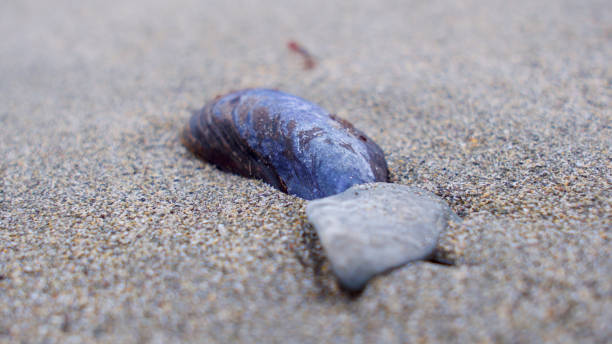 istock An autumnal walk on the beach 876634352
