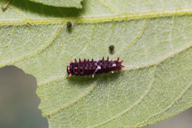 istock Young Common Clubtail caterpillar 876634356