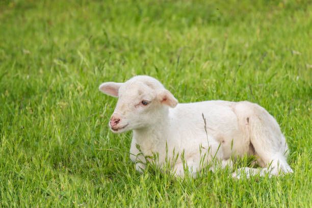 istock white lamb lies in the grass (meadow) 876641796