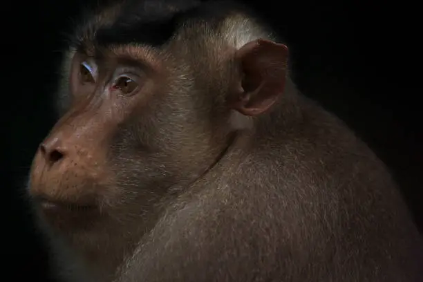 Close up. Big young monkey at the jungle.