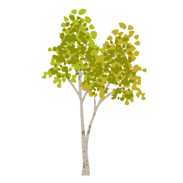 hand drawn aspen birch tree hand drawn aspen birch vector tree clipart aspen tree stock illustrations