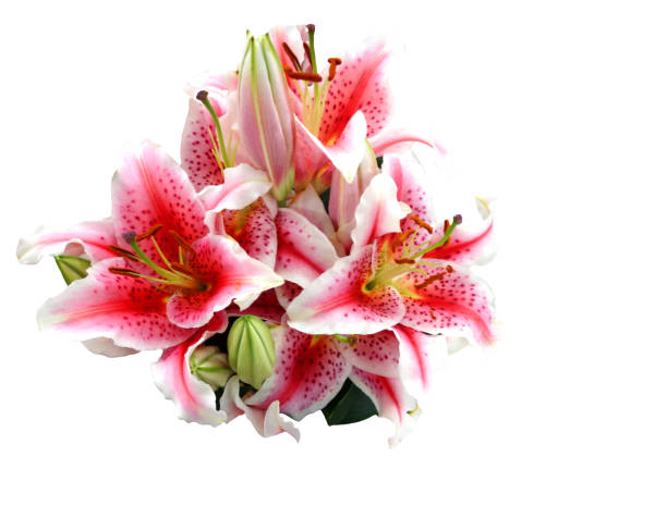 розовые лилии на белом фоне. лилия - lily pink stargazer lily flower стоковые фото и изображения