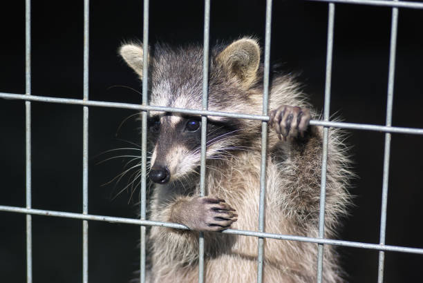 raton laveur dans une cage. raton laveur dans le zoo. dur la vie des animaux en captivité - animaux en captivité photos et images de collection