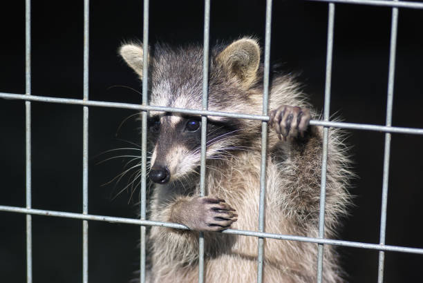 raccoon in a cage. raccoon in the zoo. hard life of animals in captivity raccoon in a cage. raccoon in the zoo. hard life of animals in captivity animals in captivity stock pictures, royalty-free photos & images