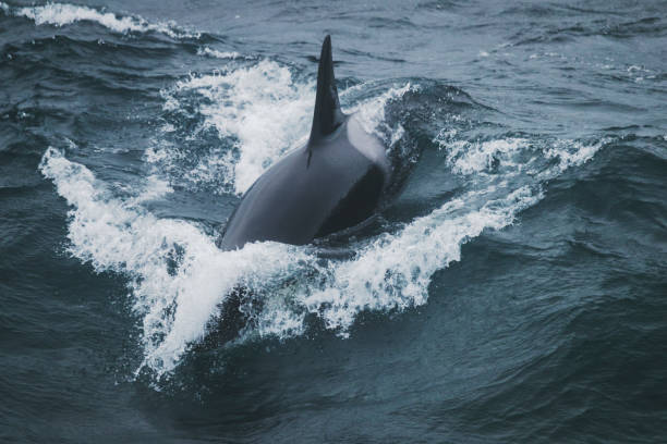 Wild killer whales in the Norwegian Sea, interacting with fishing boat