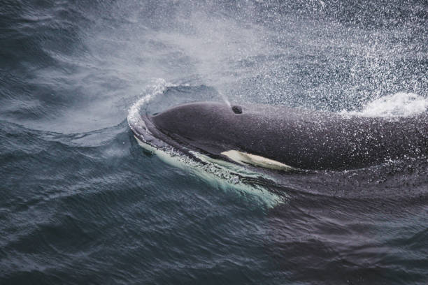 istock Wild killer whales in the Norwegian Sea 876656690