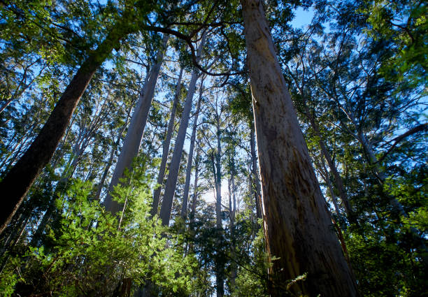 istock Rain Forest, Eucalyptus, Fern, Blue Mountains, Australia 876656706