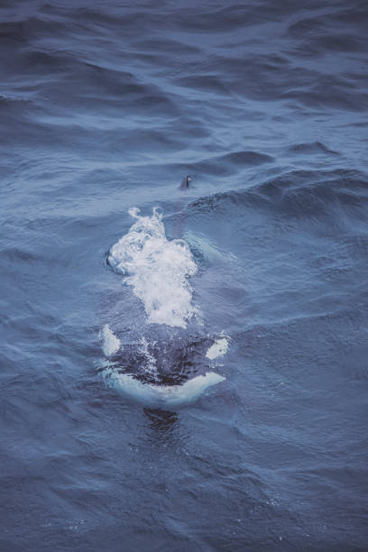 Wild killer whales in the Norwegian Sea Wild killer whales in the Norwegian Sea, interacting with fishing boat killer whale photos stock pictures, royalty-free photos & images