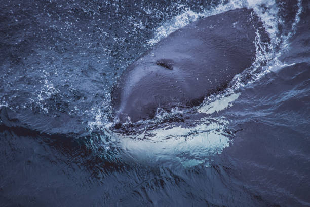 istock Wild killer whales in the Norwegian Sea 876656772