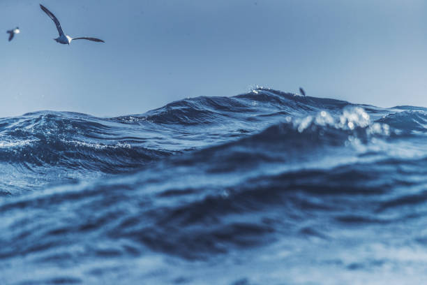 mouettes et mer agitée bleue - oiseau marin photos et images de collection