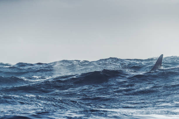 istock Wild killer whales in the Norwegian Sea 876656938