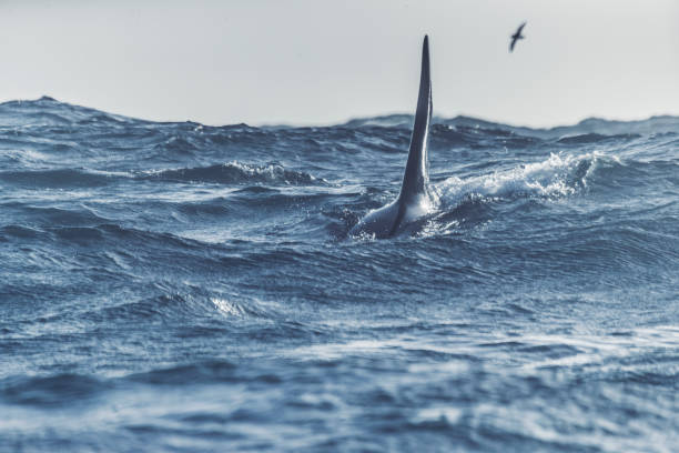 Wild killer whales in the Norwegian Sea, interacting with fishing boat