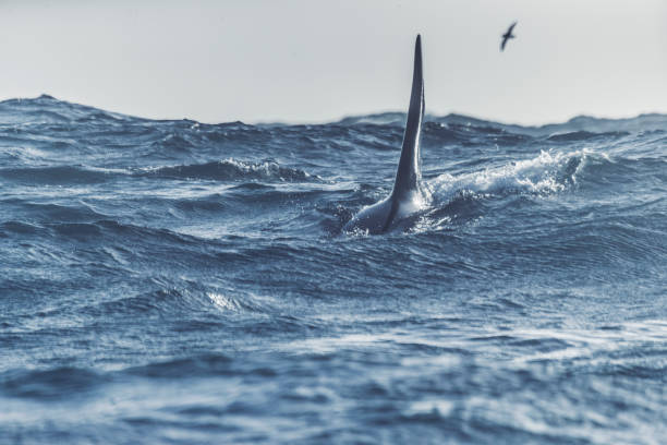 Wild killer whales in the Norwegian Sea Wild killer whales in the Norwegian Sea, interacting with fishing boat orca underwater stock pictures, royalty-free photos & images