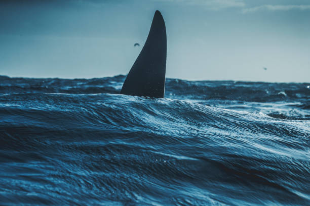 istock Wild killer whales in the Norwegian Sea 876657048