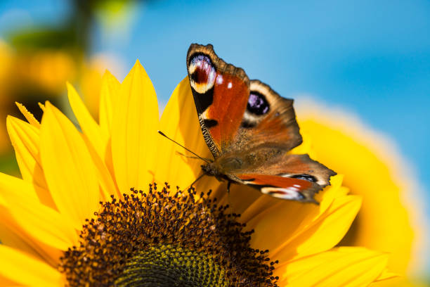 Blooming sunflowers on a field in september with a butterfly drinking nectar