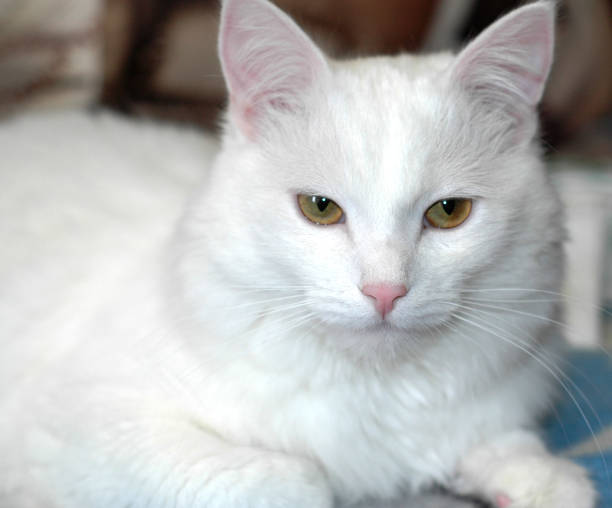 istock Photo of a white cat resting on a sofa 876660794