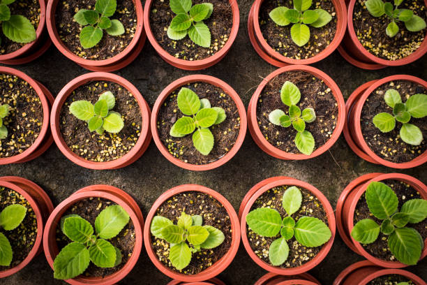 Potted seedlings growing in little brown pots arrange in top view for save the world concept. stock photo
