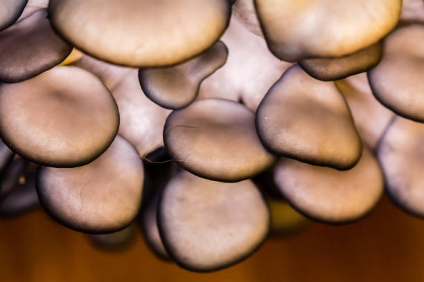 istock mushrooms in close up 876663674