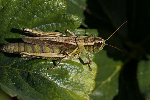 Cricket in autumn light