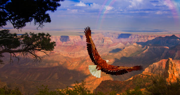 istock Eagle takes flight over Grand Canyon USA 876664082