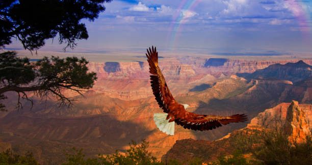 Eagle takes flight over Grand Canyon USA stock photo