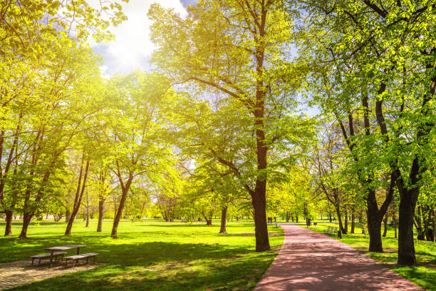 istock View on green path with trees through fields in Prague, Czech Republic 876666630