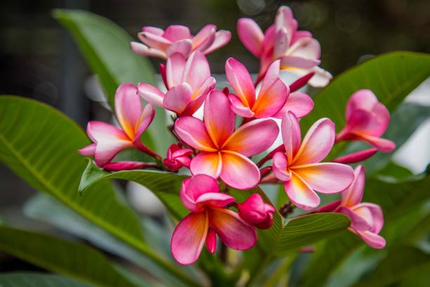 istock Pink champa flowers in Indonesia 876667200