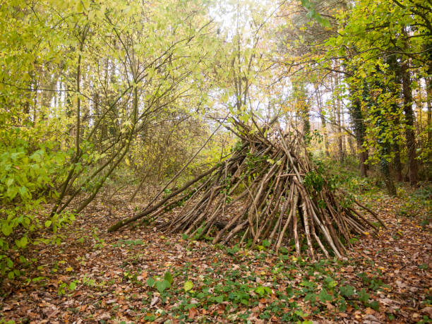 istock stack of twigs wood trees pile forest woodland nature branches 876667358