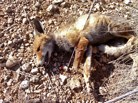Close up view of a fox hunted by gun