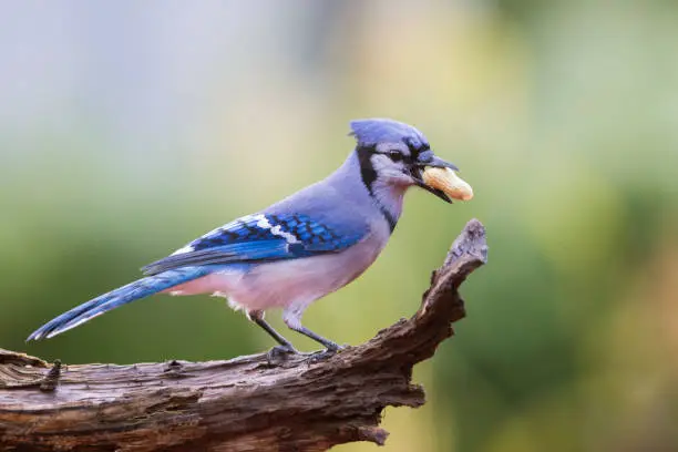 American blue jay in autumn