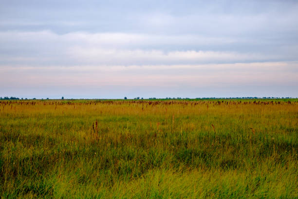 istock Beautiful views of the large grass field. 876672014
