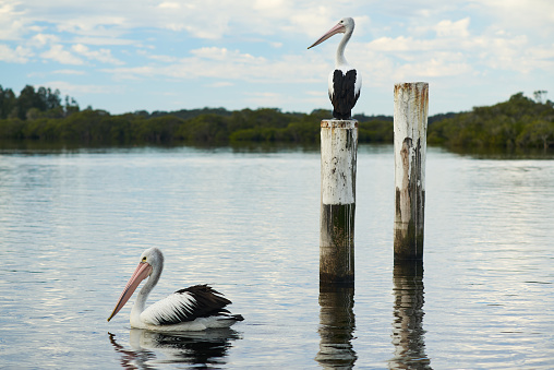 Pelicans in the lake, resting in pier, Tea Gardens, Australia