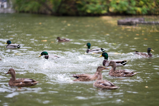 Pravaya ducks in the pond, foreground and background blurred