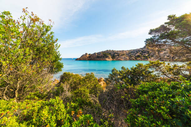 istock Plants by the sea in Spalmatore beach 876679216
