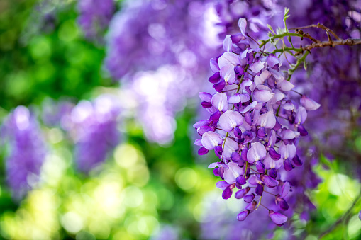 Close-up of a blooming Wisteria