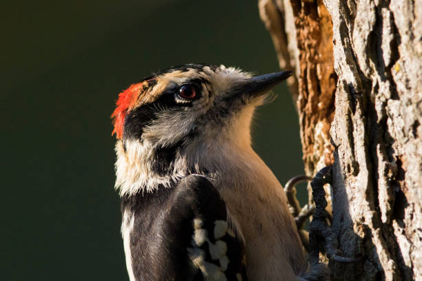 Male Downy Woodpecker (Picoides pubescens) in autumn