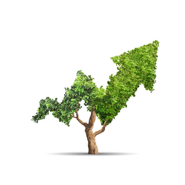 のツリー  - stock certificate investment savings certificate ストックフォトと画像