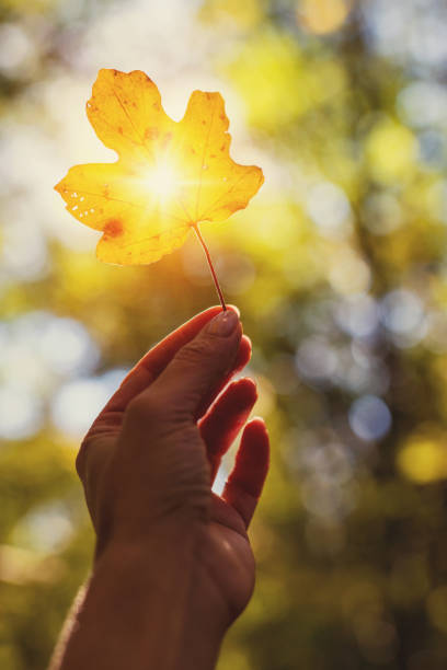 istock Female hand holding autumn leaf with sun glare 876689624
