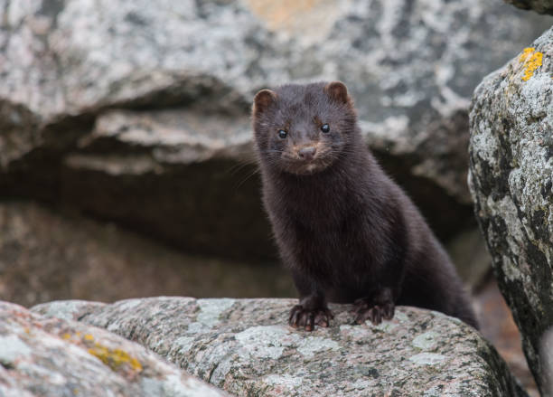 Invasive mink on the beach