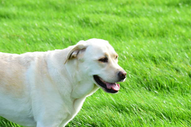 A Labrador Retriever exploring the Cotswolds, England